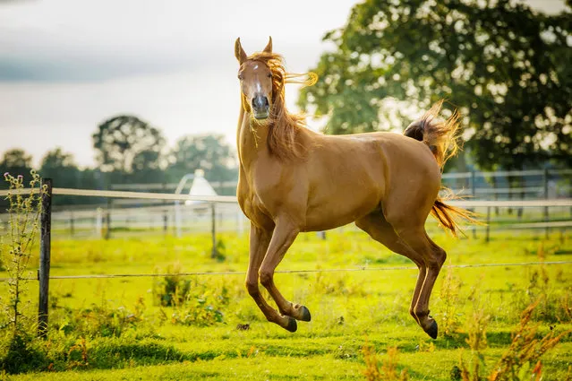 Nando Harmsen caught this horse having a prance in “Look At Me” in Gemert, Netherlands, Date Unknown. (Photo by Nando Harmsen/Barcroft Images/Comedy Pet Photography Awards)