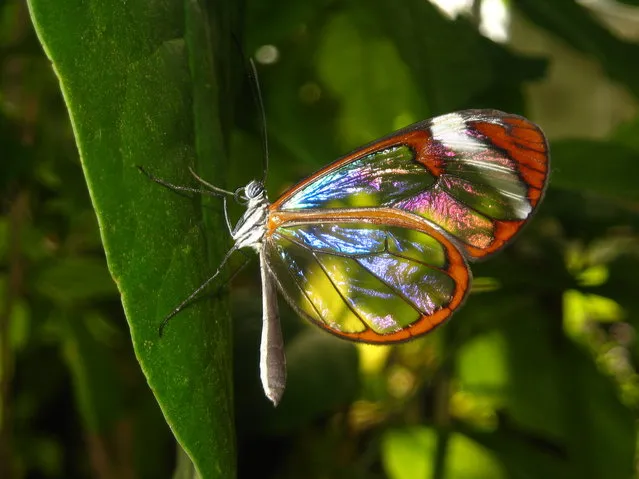 The Glasswinged Butterfly – Greta Oto