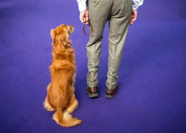A dog is walked by his handler to its performance during the Westminster Kennel Club Dog Show in New York, February 9, 2020. (Photo by Eduardo Munoz/Reuters)