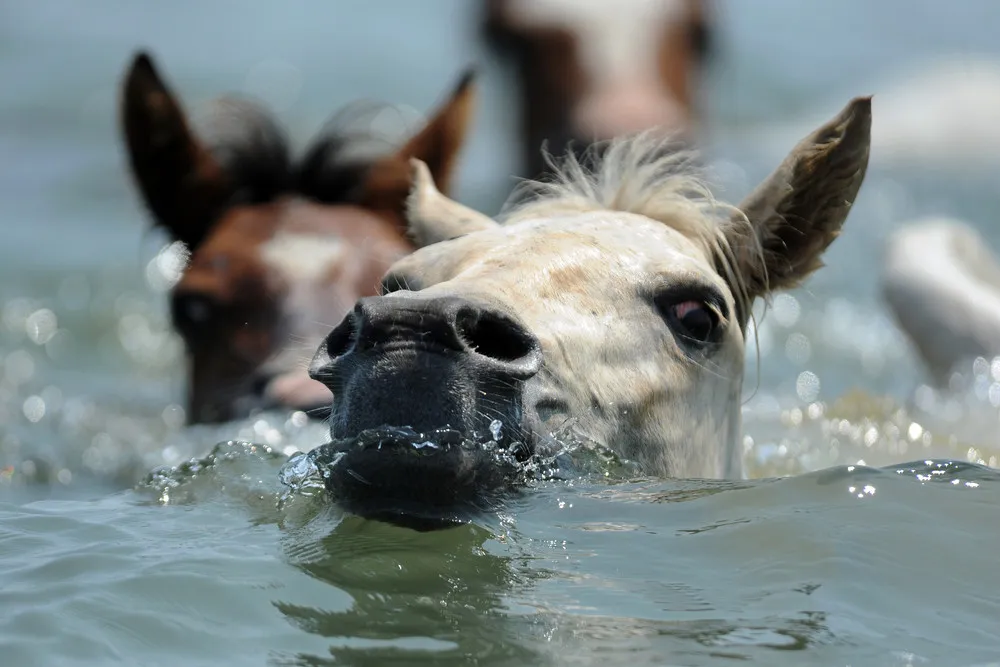 The Week in Pictures: Animals, Jule 27 – August 2, 2014