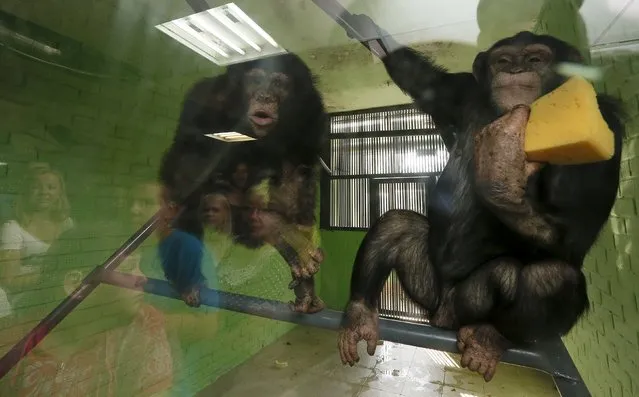 Visitors and employees are reflected on the window as they watch Anfisa (R), a 10-year-old female chimpanzee, and a male chimpanzee named Tikhon playing at the Royev Ruchey zoo in the Siebrian city of Krasnoyarsk, Russia, August 20, 2015. (Photo by Ilya Naymushin/Reuters)