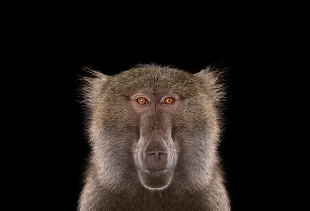 Baboon. (Photo by Brad Wilson)