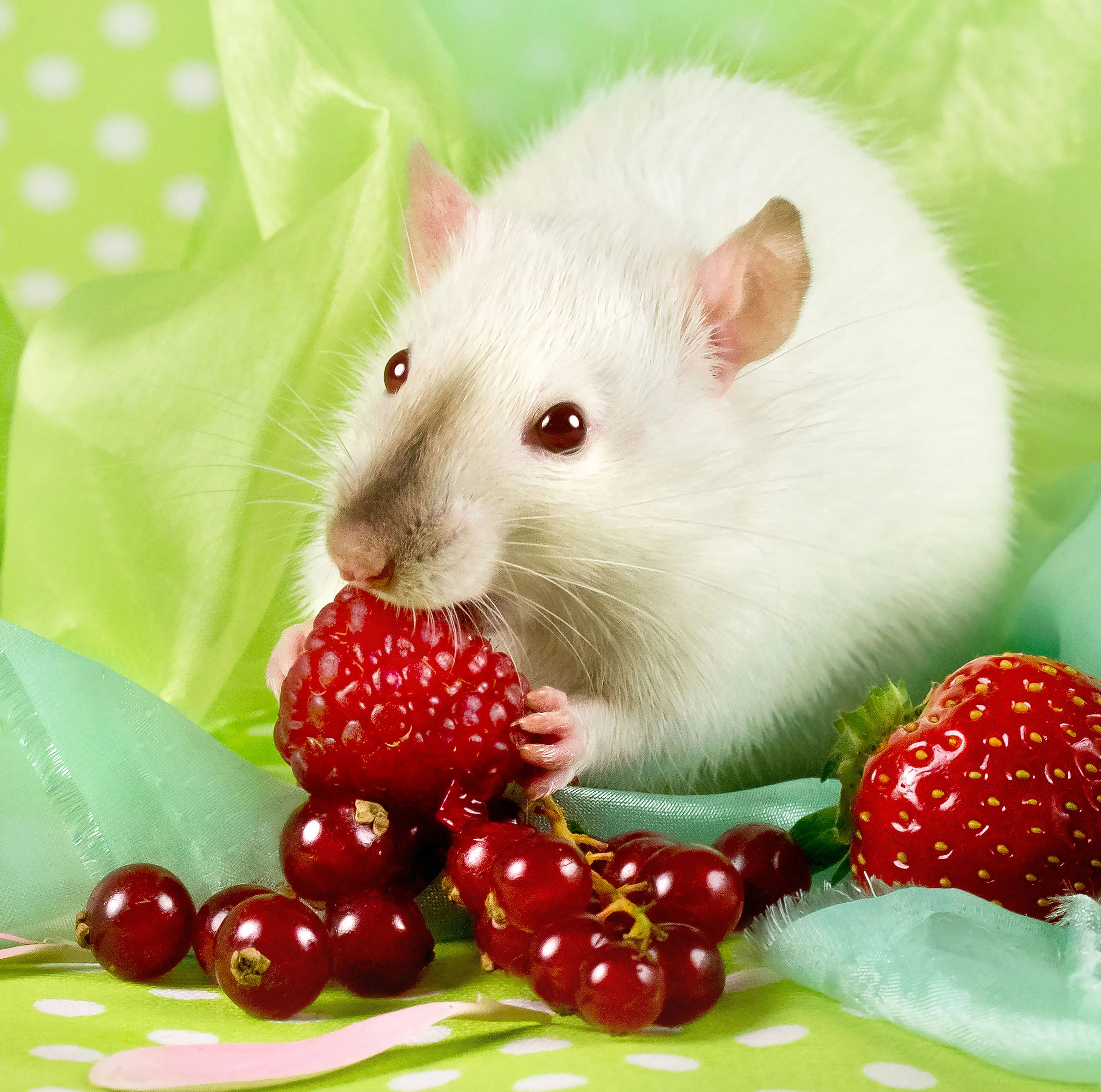 Милая мышь. Красивая белая крыса. Милые красивые крыски. Красивые милые животные крысы. Крыса милашка.