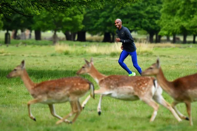 Olympic and world champion long-distance runner Mo Farah exercises near deer in Richmond Park, in London, Britain May 12, 2020. (Photo by Dylan Martinez/Reuters)