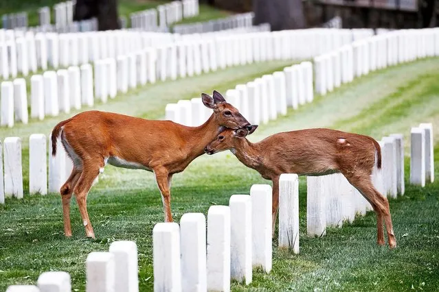 Two deer nuzzle among the headstones at the United States Soldier's and Airmen's Home National Cemetery in Washington, Wednesday, May 20, 2020. The United States Soldier's and Airmen's Home National Cemetery is the oldest national cemetery in the nation. (Photo by Carolyn Kaster/AP Photo)
