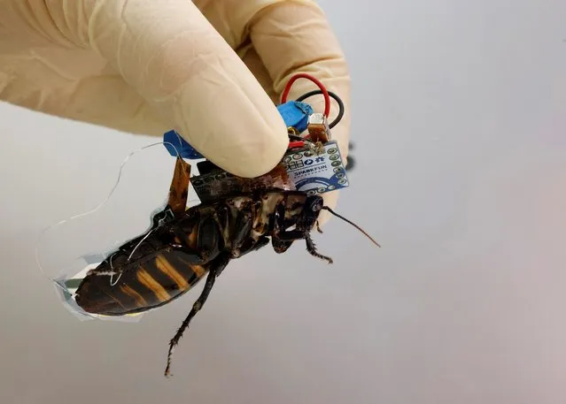 A researcher shows a Madagascar hissing cockroach, mounted with a “backpack” of electronics and a solar cell that enable remote control of its movement, during a photo opportunity at the Thin-Film Device Laboratory of Japanese research institution Riken in Wako, Saitama Prefecture, Japan on September 16, 2022. (Photo by Kim Kyung-Hoon/Reuters)