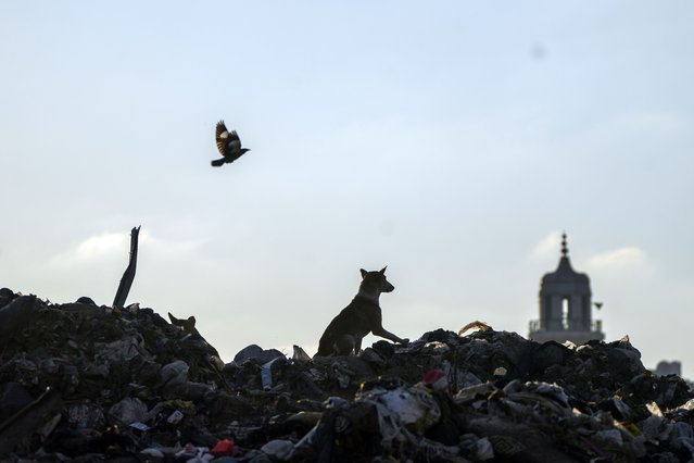 A dog walks over a pile of garbage, as there is no refuse collection in the city and people are disposing of their rubbish in the streets, in Gaza City, Tuesday, February 4, 2025. (Photo by Abdel Kareem Hana/AP Photo)