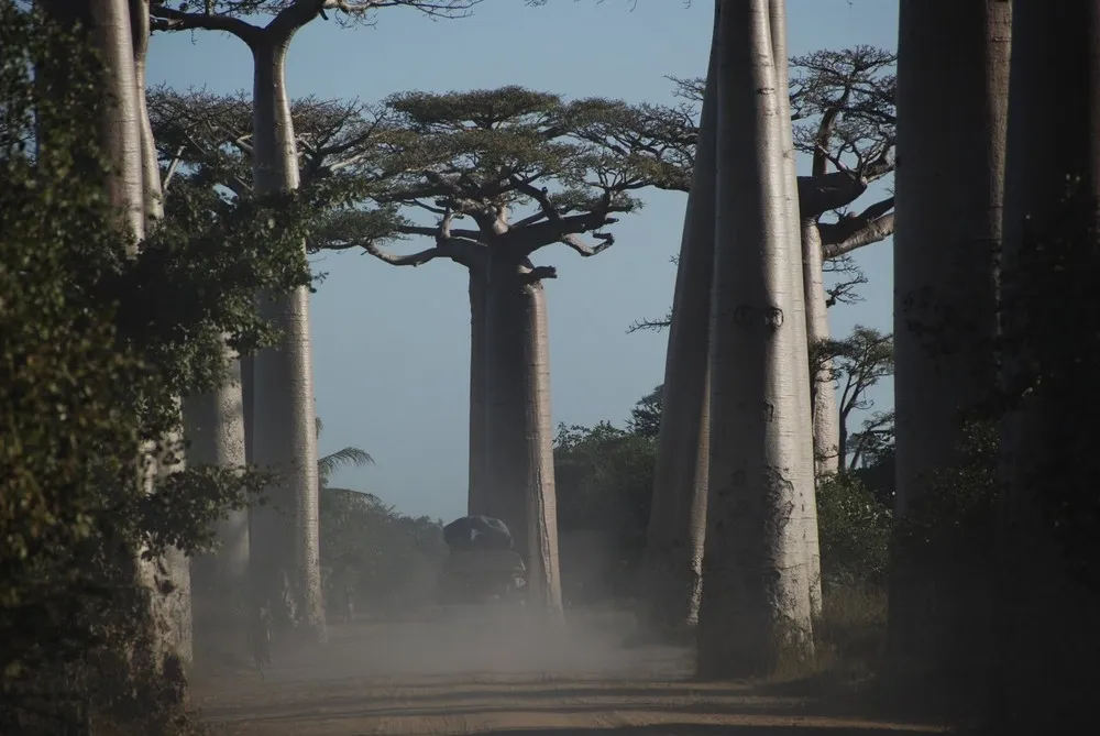 Avenue of the Baobabs