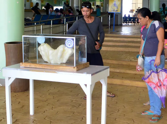 In this photo provided by Puerto Princesa Tourism Office, shows residents look at the giant pearl measuring 30cm wide (1ft), 67cm long (2.2ft) and weighing 34kg (75lb) on display in the lobby of the Puerto Princesa City Hall in Puerto Princesa city, Palawan province in southwestern Philippines Thursday, August 25, 2016. Puerto Princesa Tourism Officer Aileen Amurao said the giant pearl was found by a relative fisherman ten years ago and entrusted to her for safekeeping and eventually to the mayor of the city. The still-to-be-authenticated find is said to be the largest in the world and would likely be valued in excess of US$100 million. (Photo by Herald Hugo/ PPTO via AP Photo)