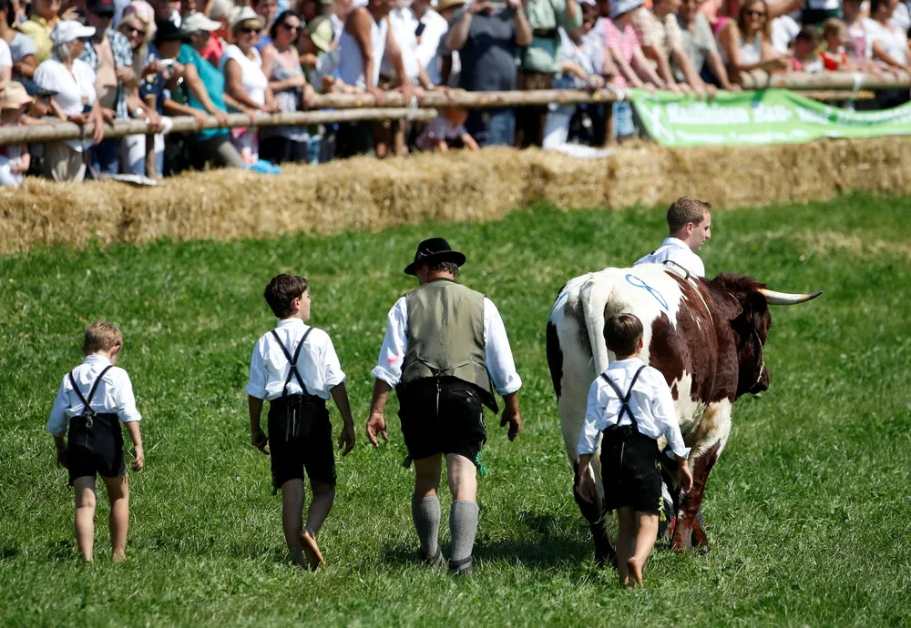 Ox Race in the Southern Bavaria