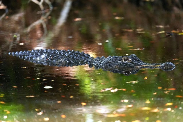 An alligator is seen near the fairway on the second hole during the final round of the RBC Heritage golf tournament, Sunday, April 20, 2025, in Hilton Head Island, S.C. (Photo by Mike Stewart/AP Photo)