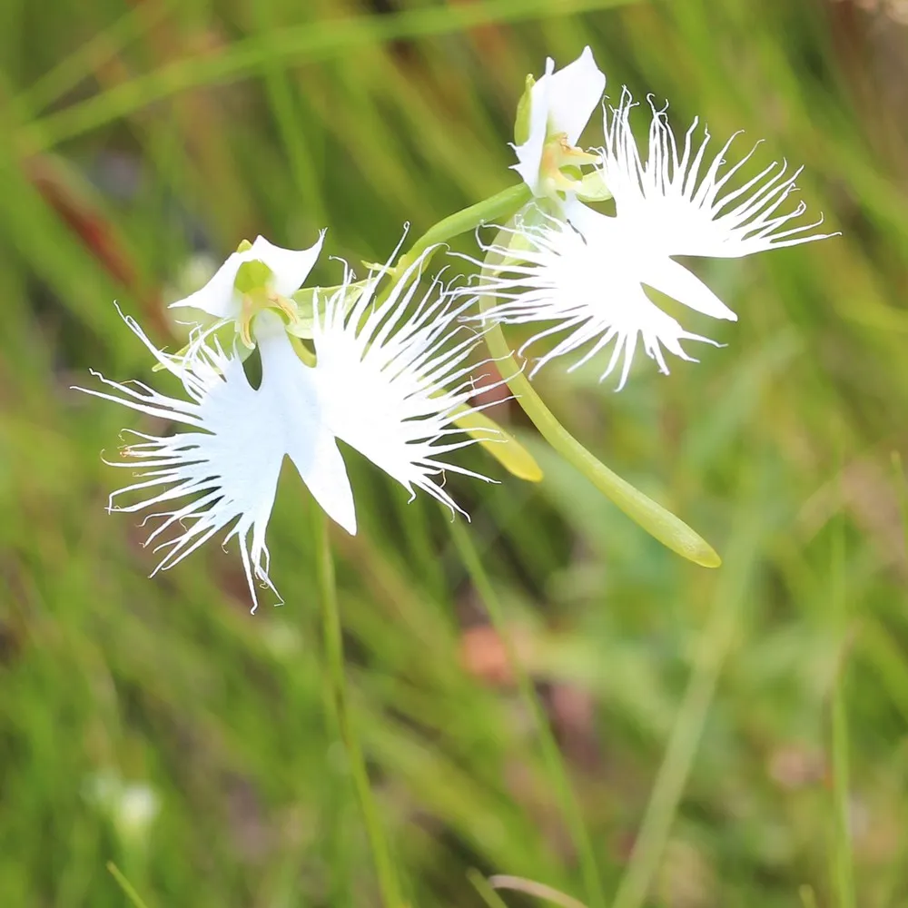 The White Egret Flower – Habenaria Radiata