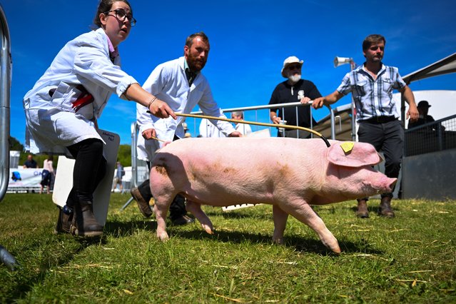 Pigs are judged at the Devon County Show at Westpoint Arena, on May 15, 2025 in Exeter, England. Established in 1872, the show has grown into one of the South West's biggest county shows, serving as a fundraising activity for the Devon County Agricultural Association. Although primarily an agricultural livestock and produce showcase, it is also seen as a barometer for the health of the whole agricultural industry in general. (Photo by Finnbarr Webster/Getty Images)