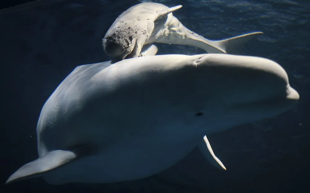 The Week in Pictures: Animals, October 24 – November 1, 2014