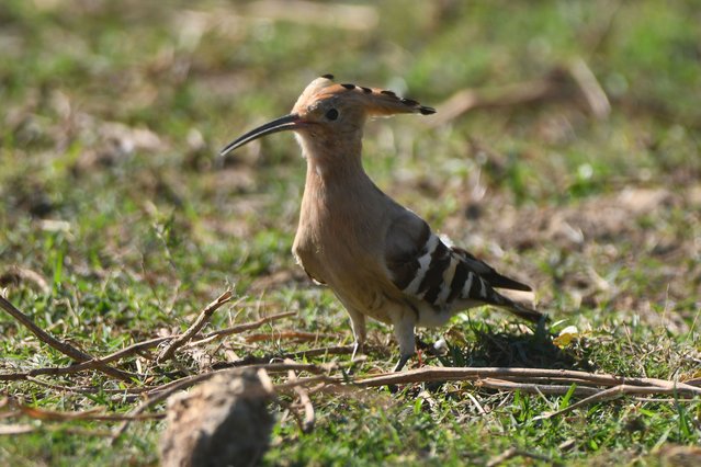 A Eurasian hoopoe is looking for grubs at a field in Nagaon District of Assam, India, on December 4, 2022. (Photo by Anuwar Hazarika/NurPhoto via Getty Images)