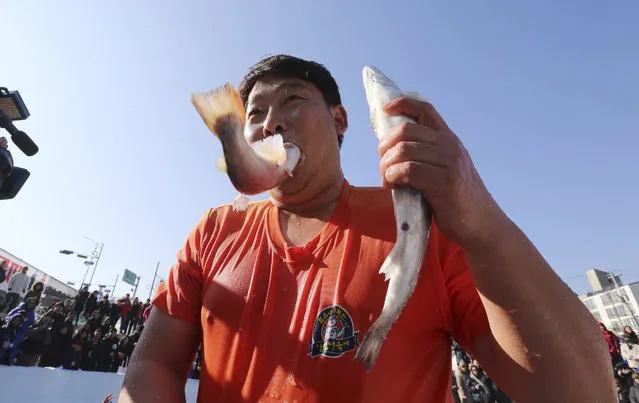 A participant bites a trout he caught with his bare hands during a trout catching contest at a pool in Hwacheon, South Korea, Saturday, January 6, 2018. The contest is part of an annual ice festival which draws over 1,000,000 visitors every year. (Photo by Ahn Young-joon/AP Photo)