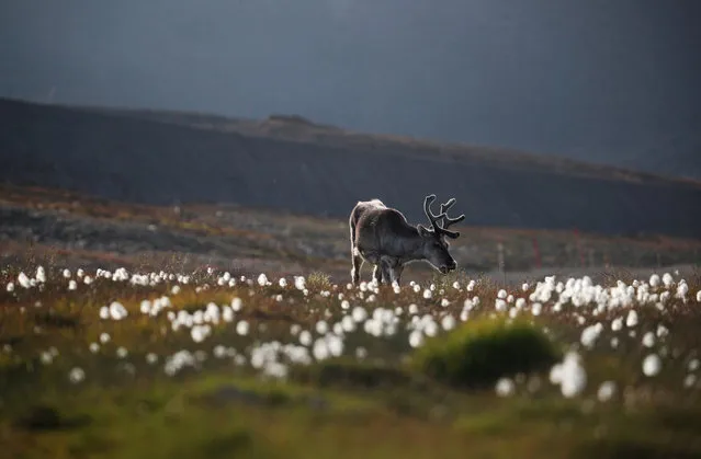 A reindeer grazes on land in the town of Longyearbyen in Svalbard, Norway, August 4, 2019. (Photo by Hannah McKay/Reuters)