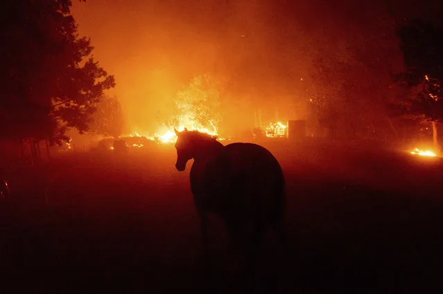 A horse walks towards flames as the LNU Lightning Complex fires tear through Vacaville, Calif., on Wednesday, August 19, 2020. Fire crews across the region scrambled to contain dozens of wildfires sparked by lightning strikes as a statewide heat wave continues. (Photo by Noah Berger/AP Photo)