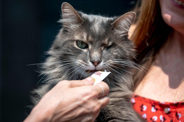 Grizzly, a one eyed cat, is seen during the Montreal Cat Tour in the Plateau in Montreal, Quebec, Canada, on June 8, 2025. During the two-and-a-half hour walking tour, local residents of the borough volunteer to show off their furry friends and invite participants to come meet and pet their cats. The walking tour was inspired from a similar event in Toronto, Canada, and all the proceeds are donated to a local cat shelter and rescue. (Photo by Andrej Ivanov/AFP Photo)