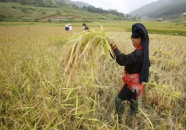 A Vietnamese woman of Dao ethnic tribe harvests rice on a terraced rice paddy field during the harvest season in Tu Le, northwest of Hanoi October 3, 2015. (Photo by Reuters/Kham)