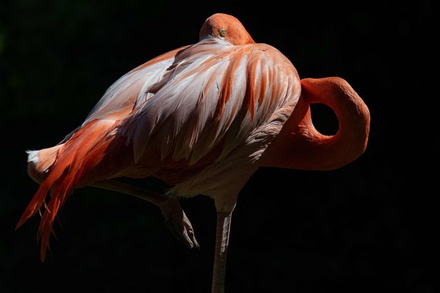 This photograph shows a flamingo at the Menagerie, the Zoo of the Jardin des Plantes, a part of the French National Natural History Museum (MNHN) in Paris, on June 17, 2025. (Photo by Martin Lelievre/AFP Photo)