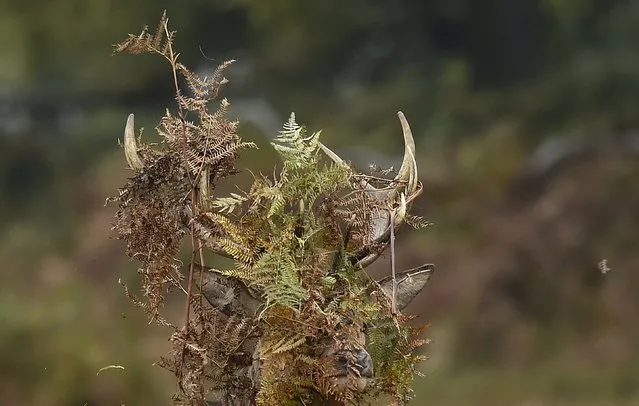 A stag deer covers his antlers with bracken in Richmond Park in west London, Britain, October 16, 2015. (Photo by Toby Melville/Reuters)