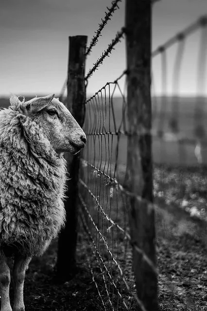 Counting Sheep, Essex. Young Landscape photographer of the year. “I captured this photo on the South Downs in East Sussex whilst out on a walk with my sister. We spotted this sheep standing well away from its herd. As I slowly approached the fence – trying my best not to scare it – I knelt down beside it and took the photo. Although some may think this image may have looked better and cooler with something like a deer stood in its place, I like that it is a sheep – I think many believe that there is not much point taking a photo of a sheep because we see them all the time”. (Photo by Joshua Elphick/UK Landscape Photographer of the Year 2020)