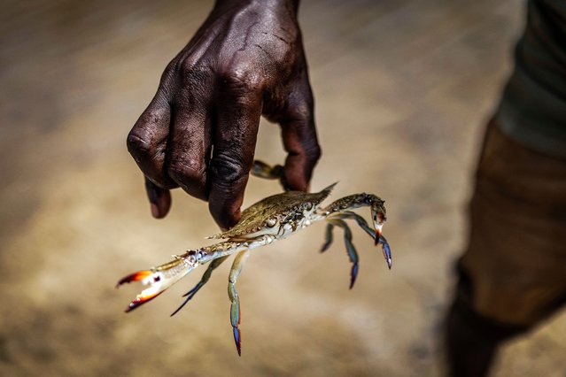 A local fisher holds a crab in a reforested mangrove area where fish and crab stocks are recovering, in Marereni, Kenya on August 5, 2025. (Photo by Luis Tato/AFP Photo)