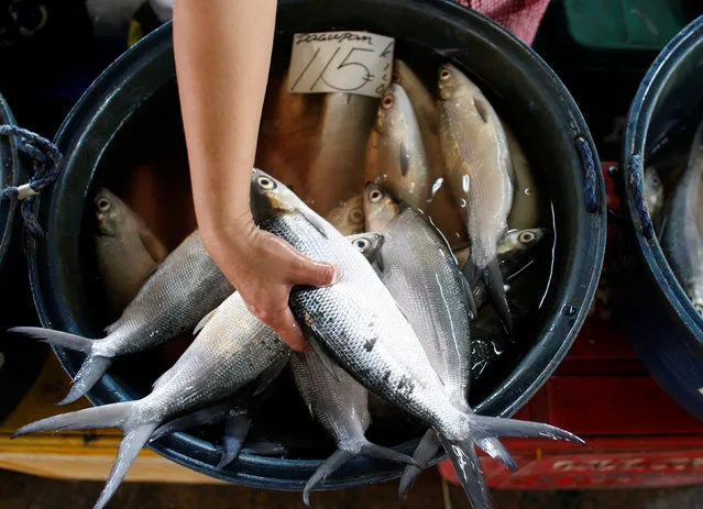 A vendor sorts her fish for sale at a fish market located in Paranaque City, Metro Manila, Philippines on September 9, 2008. (Photo by Darren Whiteside/Reuters)
