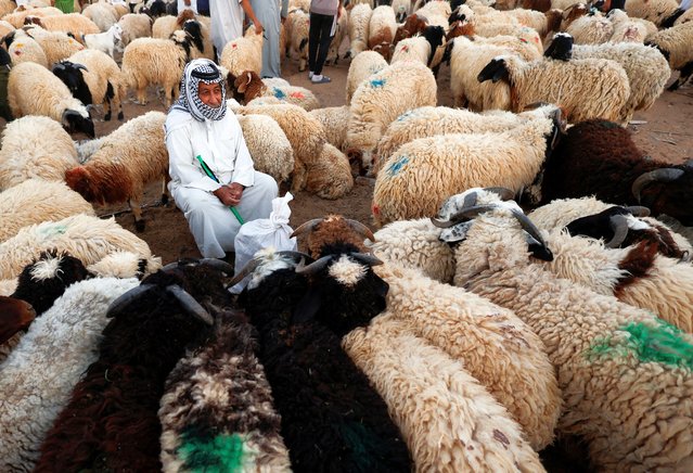 Livestock are displayed for sale at a market ahead of the Eid al-Adha festival, in Najaf, Iraq on June 4, 2025. (Photo by Alaa al-Marjani/Reuters)