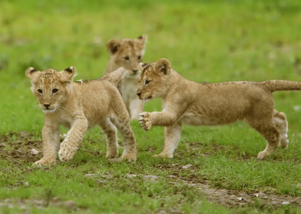 Lion Cubs Ffirst Public Appearance at Scottish Safari Park