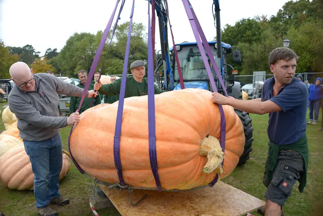 The annual Netley pumpkin competition near Southampton in Hampshire, United Kingdom on October 8, 2016 where the British record was smashed by twin brothers Stuart and Ian Paton of Lymingtyon with a weight of 2252.3lb, a new British Record and second heaviest ever recorded in the world. (Photo by Paul Jacobs/WENN.com)