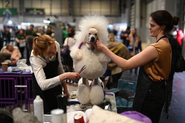 Two women groom a Standard Poodle dog before being judged on the final day of the Crufts dog show at the National Exhibition Centre in Birmingham, central England, on March 12, 2023. (Photo by Oli Scarff/AFP Photo)