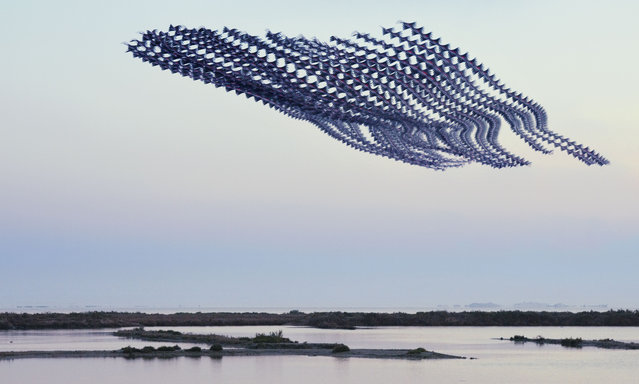 The Spanish photographer Xavi Bou digitally combines sequential pictures of birds to create a single image, or chronophotograph, that reveals the shapes of their flight paths against Catalonian skies. His work shows the variety and beauty to be found in the daily activities of the local birds, including spiralling storks, swooping starlings and giddy swifts. Here: Greater flamingos at Ebro Delta, Catalonia. (Photo by Xavi Bou/Rex Features/Shutterstock)