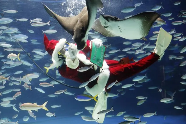 A diver dressed in a Santa Claus costume feeds fish at the Sunshine Aquarium in Tokyo December 9, 2014. The Santa Claus attraction will be held until Christmas Day. (Photo by Toru Hanai/Reuters)