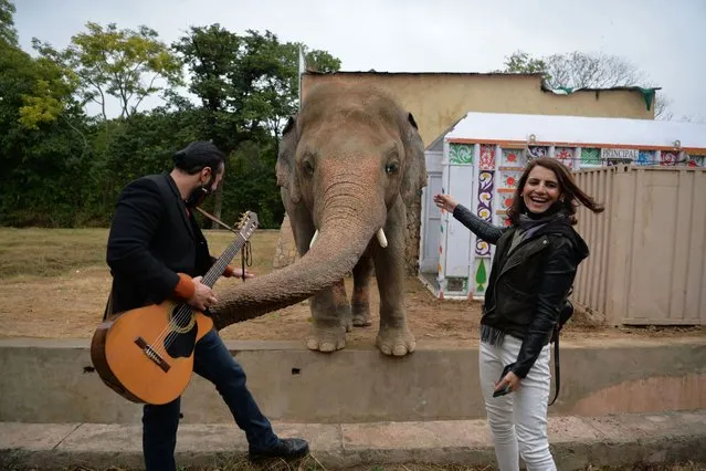 Musicians pose with Kavaan, Pakistan's only Asian elephant, during his farewell ceremony before travelling to a sanctuary in Cambodia later this month, at the Marghazar Zoo in Islamabad on November 23, 2020. (Photo by Farooq Naeem/AFP Photo)