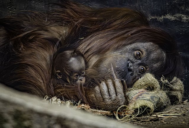 Leia, a critically-endangered Bornean orangutan, with her newborn baby at Chester Zoo, Cheshire, UK in the last decade of October 2025. (Photo by Steve Rawlins)