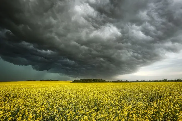 Storm clouds build over a canola field near Cremona, Alberta, Friday, July 29, 2022. (Photo by Jeff McIntosh/The Canadian Press via AP Photo)