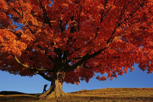 A person walks past a maple tree displaying fall colors Friday, November 7, 2025, in Kansas City, Mo. (Photo by Charlie Riedel/AP Photo)
