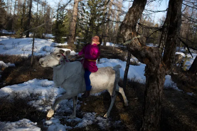 Tsetse, six-year-old daughter of Dukha herder Erdenebat Chuluu, rides a reindeer in a forest near the village of Tsagaannuur, Khovsgol aimag, Mongolia, April 21, 2018. Tsetse spends many hours every day darting through the forest on reindeer back. Because of their lighter bodyweight, children train young reindeer to get them used to carrying a rider and responding to a combination of vocal commands, prodding, heel-kicking and pulling the leash. (Photo by Thomas Peter/Reuters)