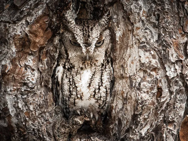 “Portrait of an Eastern Screech Owl”. Masters of disguise. The Eastern Screech Owl is seen here doing what they do best. You better have a sharp eye to spot these little birds of prey. Location: Okefenokee Swamp, Georgia, USA. (Photo and caption by Graham McGeorge/National Geographic Traveler Photo Contest)
