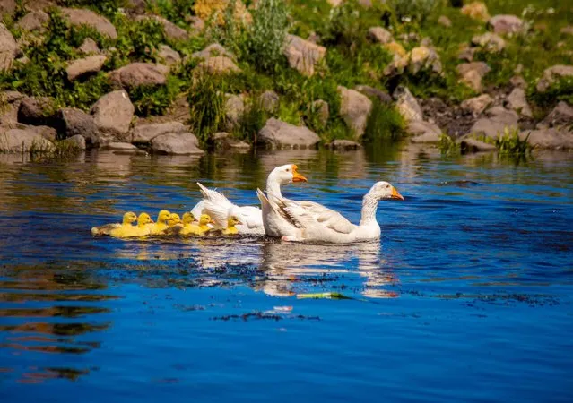 Geese and chicks swim at a lake in the Gole district of Ardahan, Turkiye on July 4, 2023. (Photo by Aykut Temur/Anadolu Agency via Getty Images)