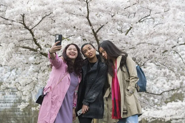 People pose for a selfie under cherry blossom in Battersea Park, London, United Kingdom on Wednesday, March 24, 2021. (Photo by Kirsty O'Connor/PA Images via Getty Images)