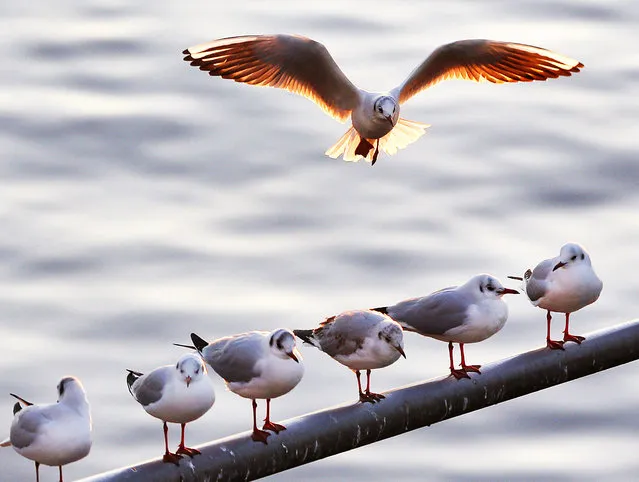 A  gull tries to land on an occupied pole at the river Main in Frankfurt, Germany, Tuesday, November 29, 2016. (Photo by Michael Probst/AP Photo)