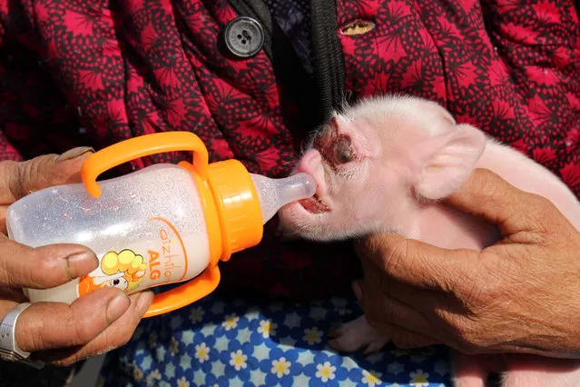A woman feeds her piglet, which has a deformed face, at home in Zhijin, Guizhou province, China December 6, 2016. (Photo by Reuters/Stringer)
