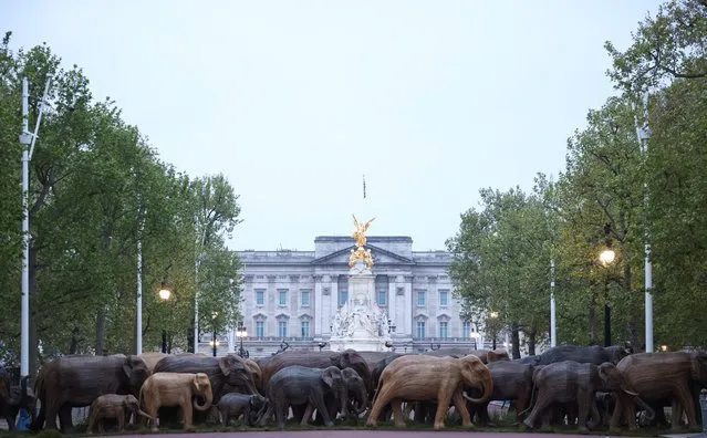Life-size elephant sculptures, part of the CoExistence Campaign organised by the Elephant Family Trust, stand on The Mall in London, Britain, May 15, 2021. (Photo by Henry Nicholls/Reuters)