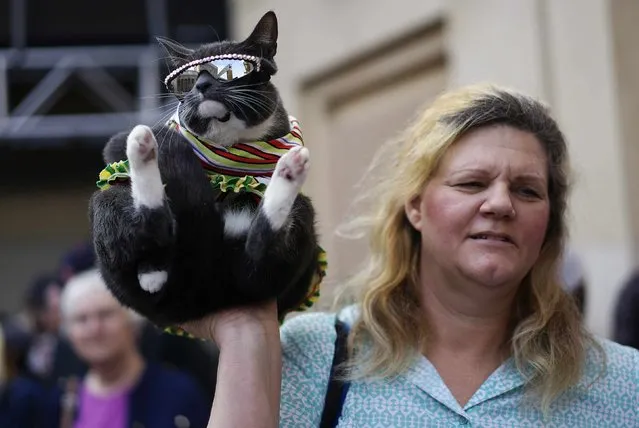 A woman holds up a cat wearing sunglasses as they pose for tourists outside the Dolby Theater during preparations for the 87th Academy Awards in Hollywood, California February 20, 2015. The Oscars will be presented at the Dolby Theater February 22, 2015. (Photo by Rick Wilking/Reuters)