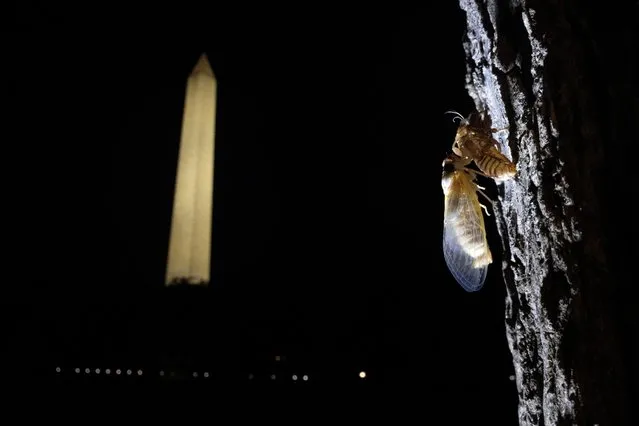 A newly emerged adult cicada dries its wings on a tree at the National Mall, as Brood X or Brood 10 cicadas have begun emerging from the earth after 17 years in Washington, May 18, 2021. (Photo by Carlos Barria/Reuters)