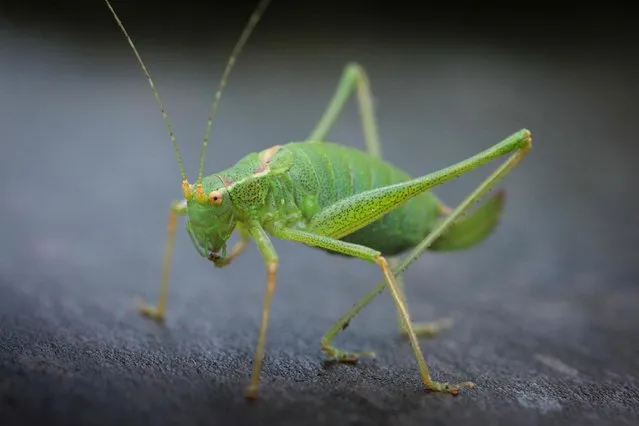 A speckled bush-cricket (Leptophie puctatissima) is pictured in Saint-Philbert-sur-Risle in northern France on August 3, 2023. (Photo by Joel Saget/AFP Photo)