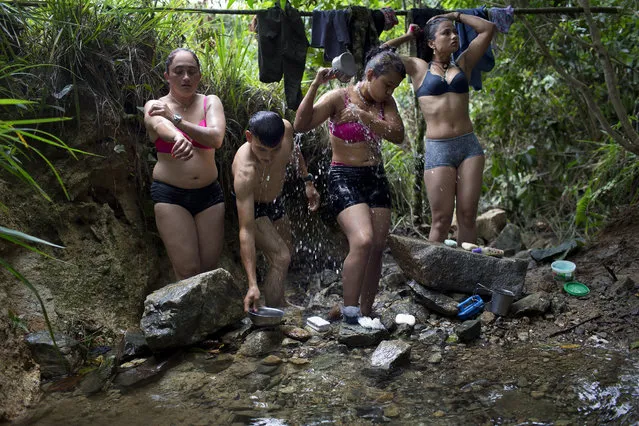 In this January 4, 2016 photo, rebel fighters for the 36th Front of the Revolutionary Armed Forces of Colombia, or FARC, bathe in a creek near their hidden camp in Antioquia state, in the northwest Andes of Colombia. The rebel fighters share all facilities on equal terms. Many of them are couples and share sleeping quarters. (Photo by Rodrigo Abd/AP Photo)